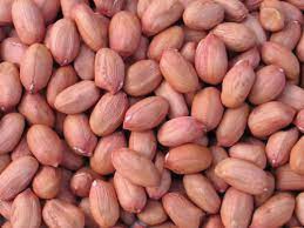 Ground Nuts from India